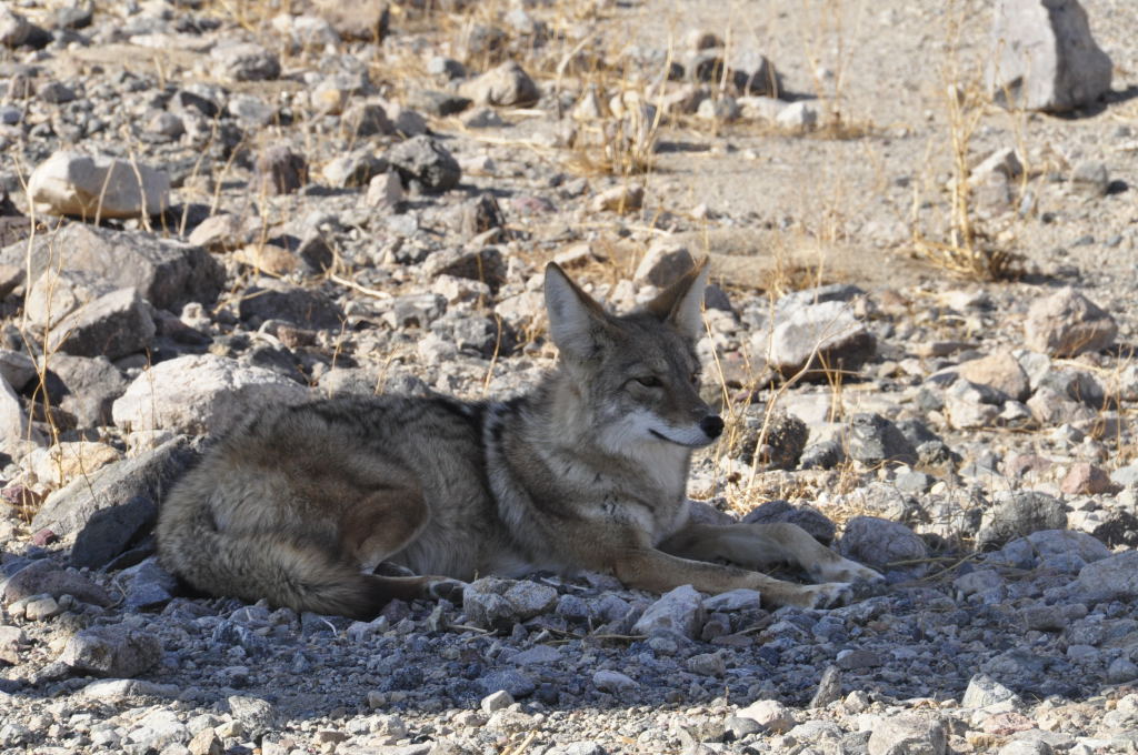 Ein Coyote im einzigen Schatten weit und breit: dem eines Verkehrsschildes