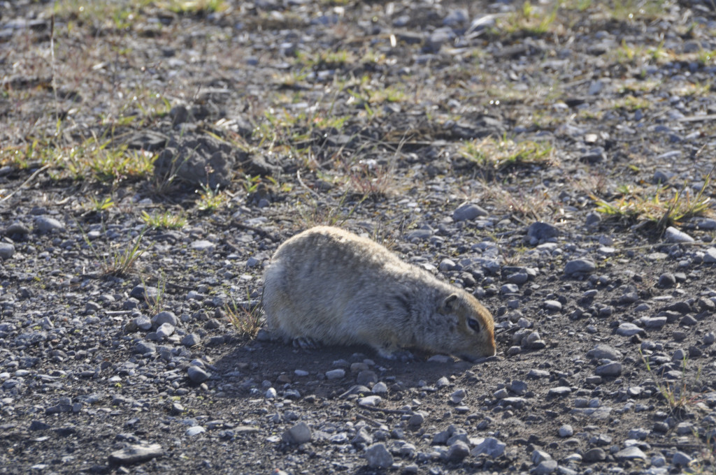 Kreuzung zwischen Eichhörnchen und Murmeltier