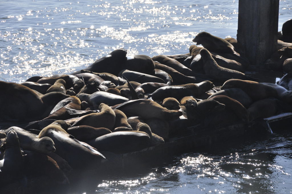 Seelöwen in Moss Landing